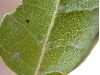 image of Quercus agrifolia
