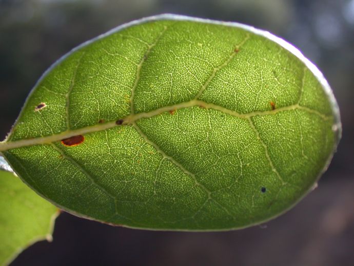 Fagaceae Quercus agrifolia