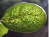 image of Quercus agrifolia