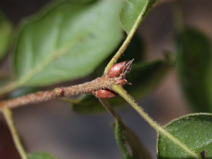 Fagaceae Quercus agrifolia