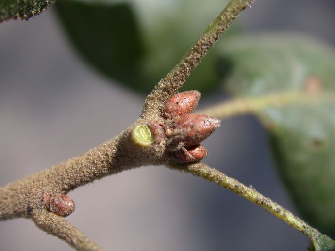 Fagaceae Quercus agrifolia