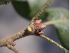 image of Quercus agrifolia