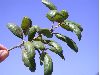 image of Quercus agrifolia