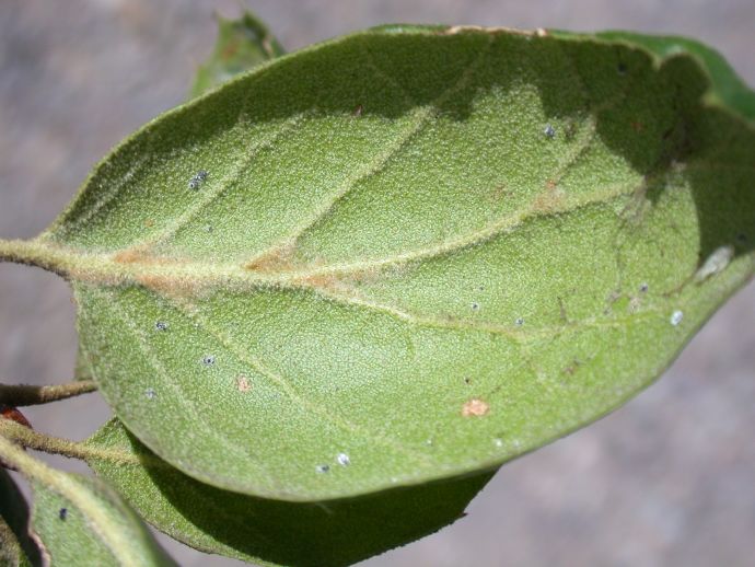Fagaceae Quercus agrifolia