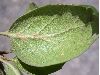 image of Quercus agrifolia
