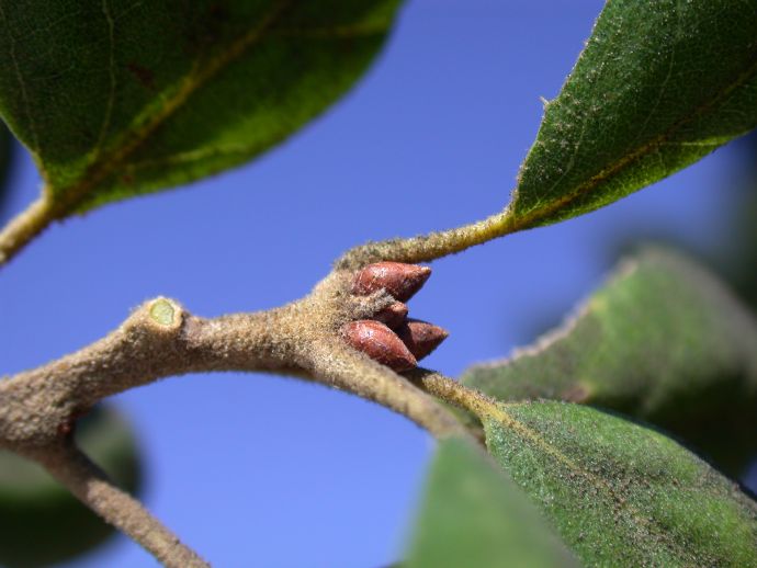Fagaceae Quercus agrifolia
