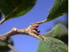 image of Quercus agrifolia