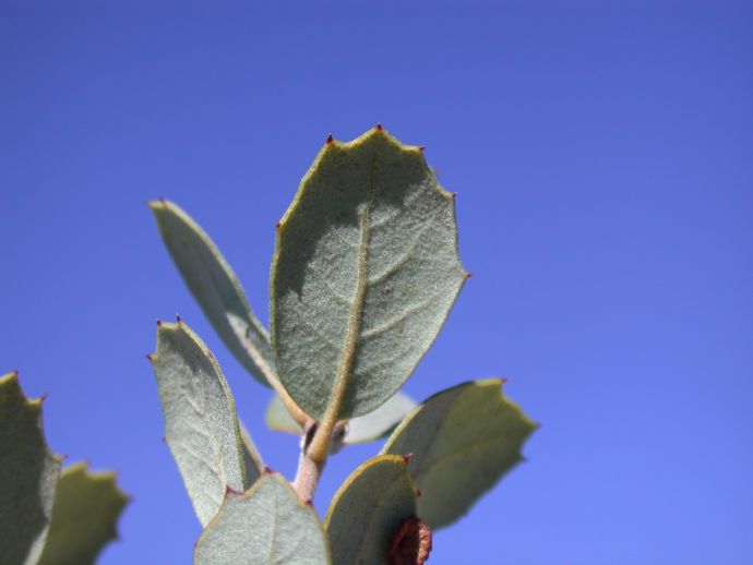 Fagaceae Quercus cornelius-mulleri