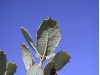 image of Quercus cornelius-mulleri