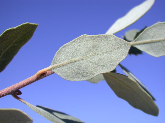 Fagaceae Quercus cornelius-mulleri