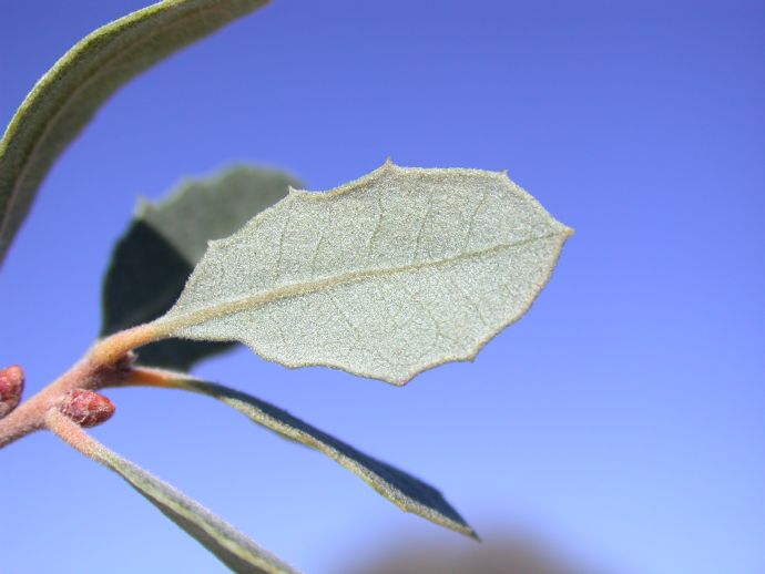 Fagaceae Quercus cornelius-mulleri