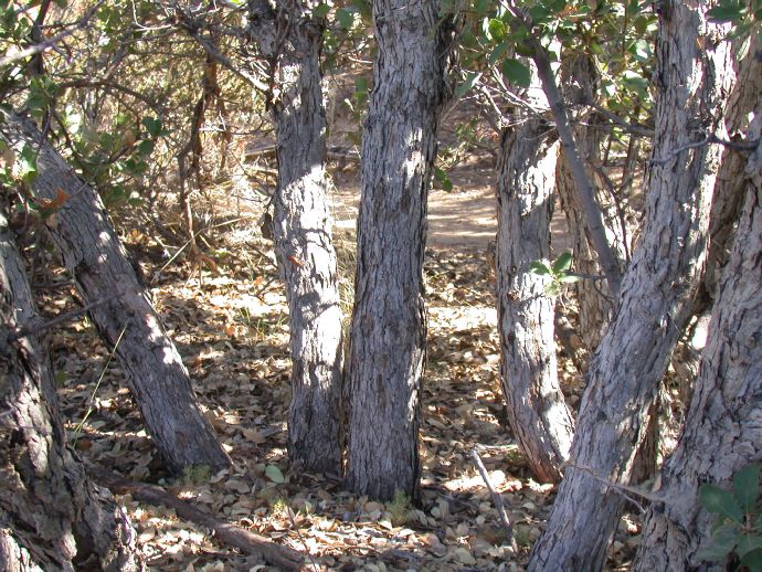 Fagaceae Quercus cornelius-mulleri