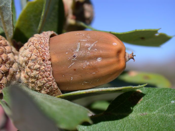 Fagaceae Quercus cornelius-mulleri