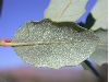 image of Quercus cornelius-mulleri