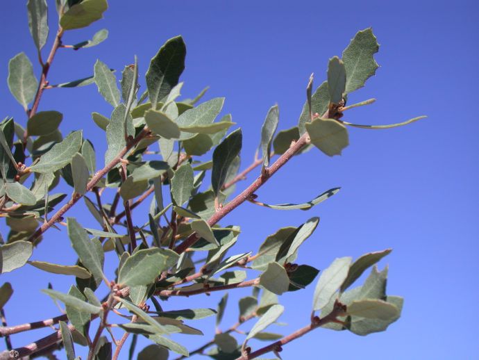 Fagaceae Quercus cornelius-mulleri