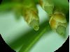 image of Taxus 