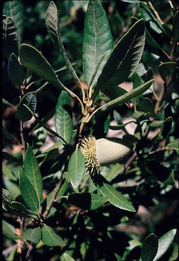 Fagaceae Lithocarpus densiflorus