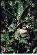 image of Lithocarpus densiflorus