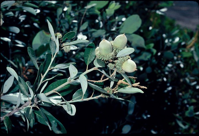 Fagaceae Lithocarpus densiflorus