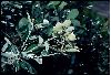 image of Lithocarpus densiflorus