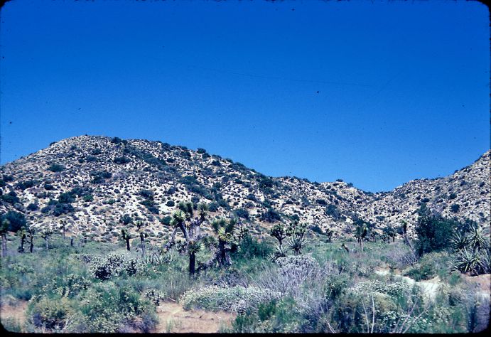 Fagaceae Quercus cornelius-mulleri