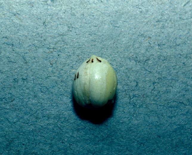 Fagaceae Quercus hypoxantha