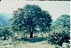 image of Quercus mexicana