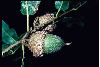 image of Quercus parvula