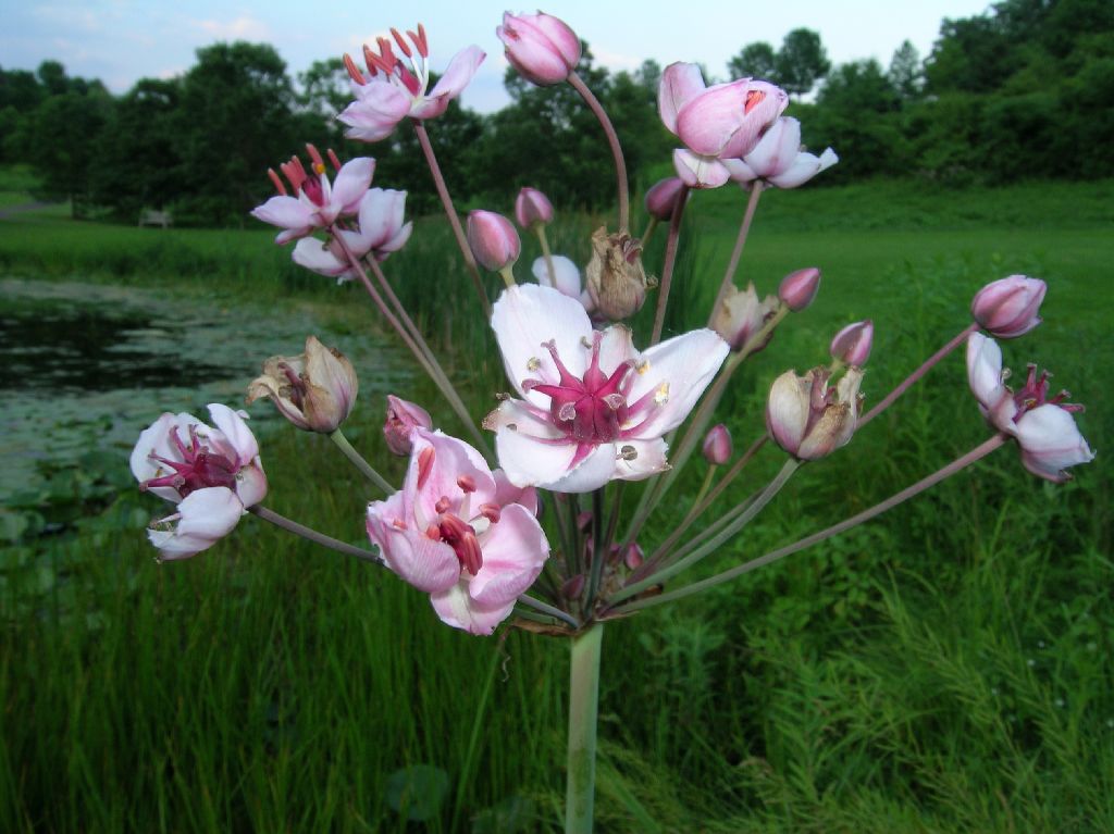 Butomaceae Butomus umbellatus