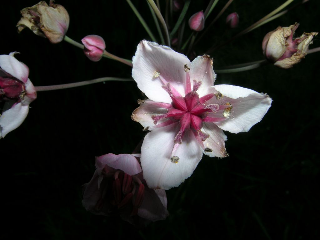 Butomaceae Butomus umbellatus