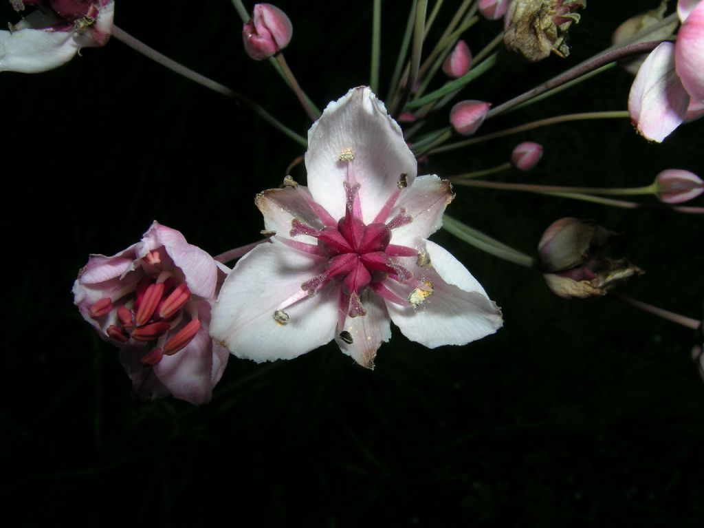 Butomaceae Butomus umbellatus