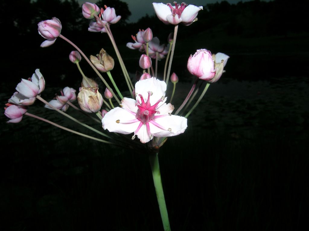 Butomaceae Butomus umbellatus