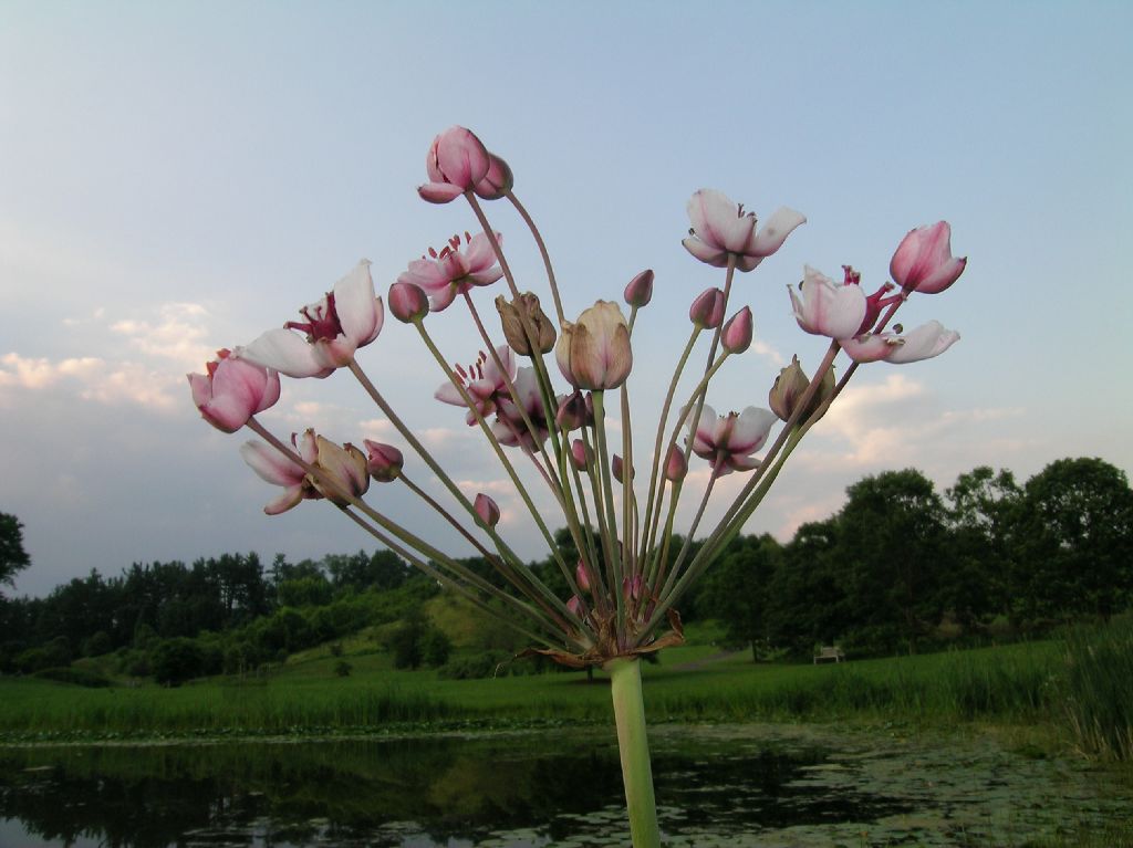 Butomaceae Butomus umbellatus