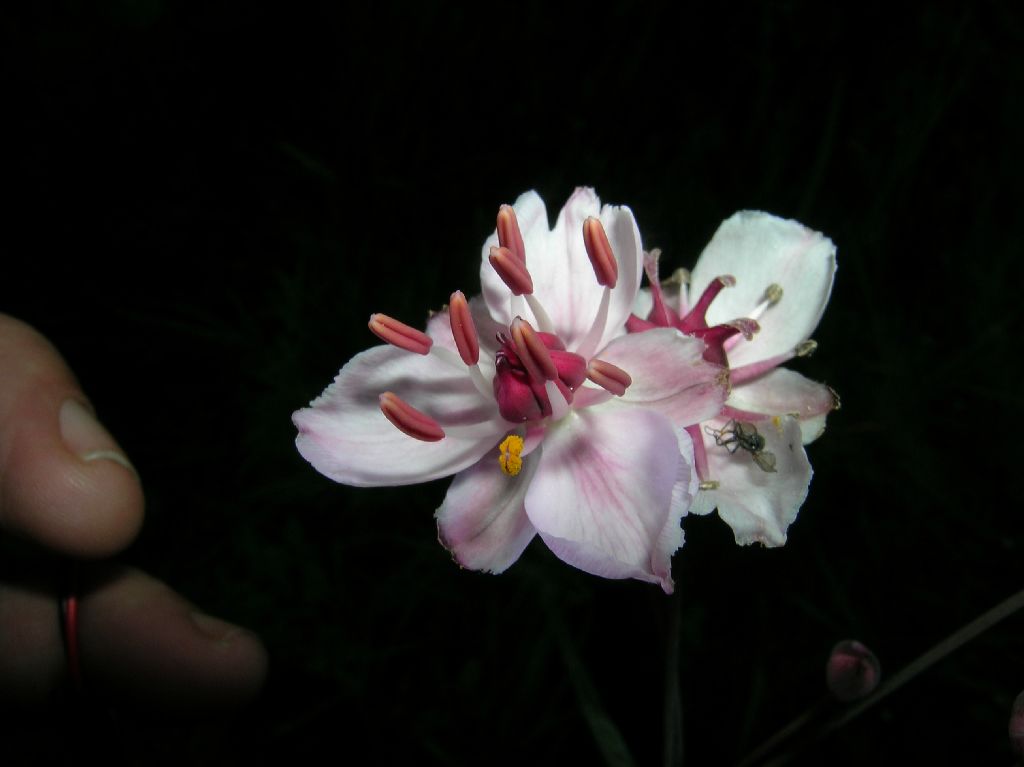 Butomaceae Butomus umbellatus