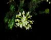 image of Dais cotinifolia
