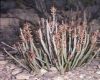 image of Euphorbia antisyphilitica