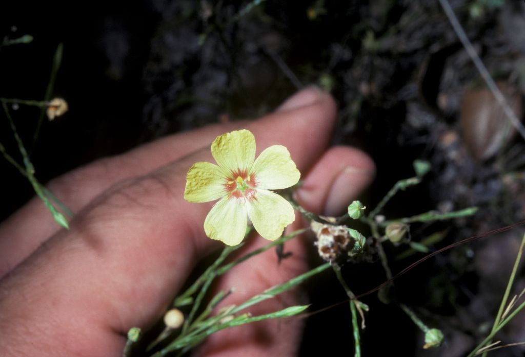 Linaceae Linum 