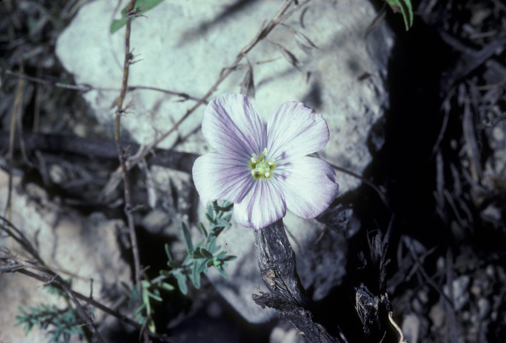 Linaceae Linum 