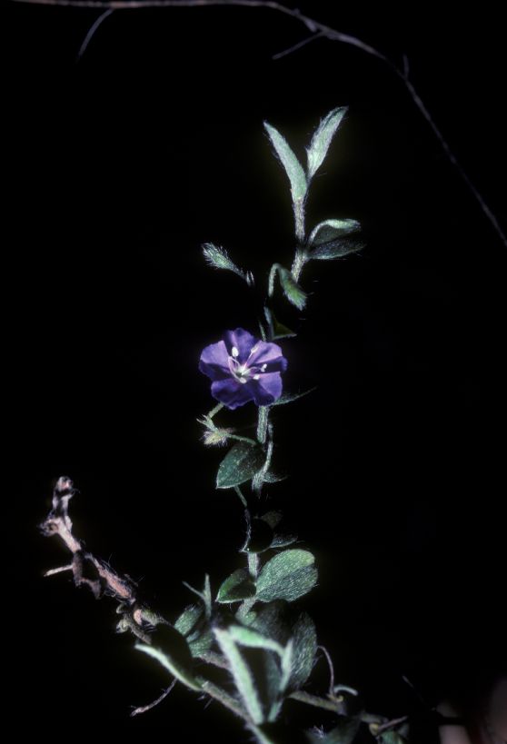 Convolvulaceae Evolvulus 