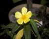 image of Turnera ulmifolia