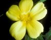image of Turnera ulmifolia