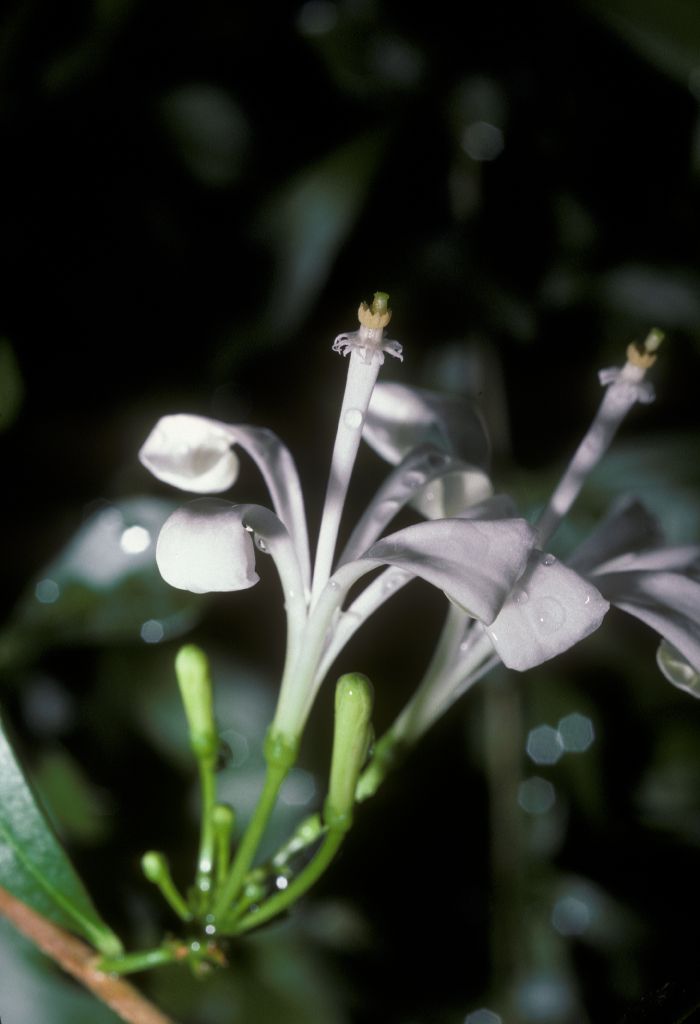 Meliaceae Turraea 