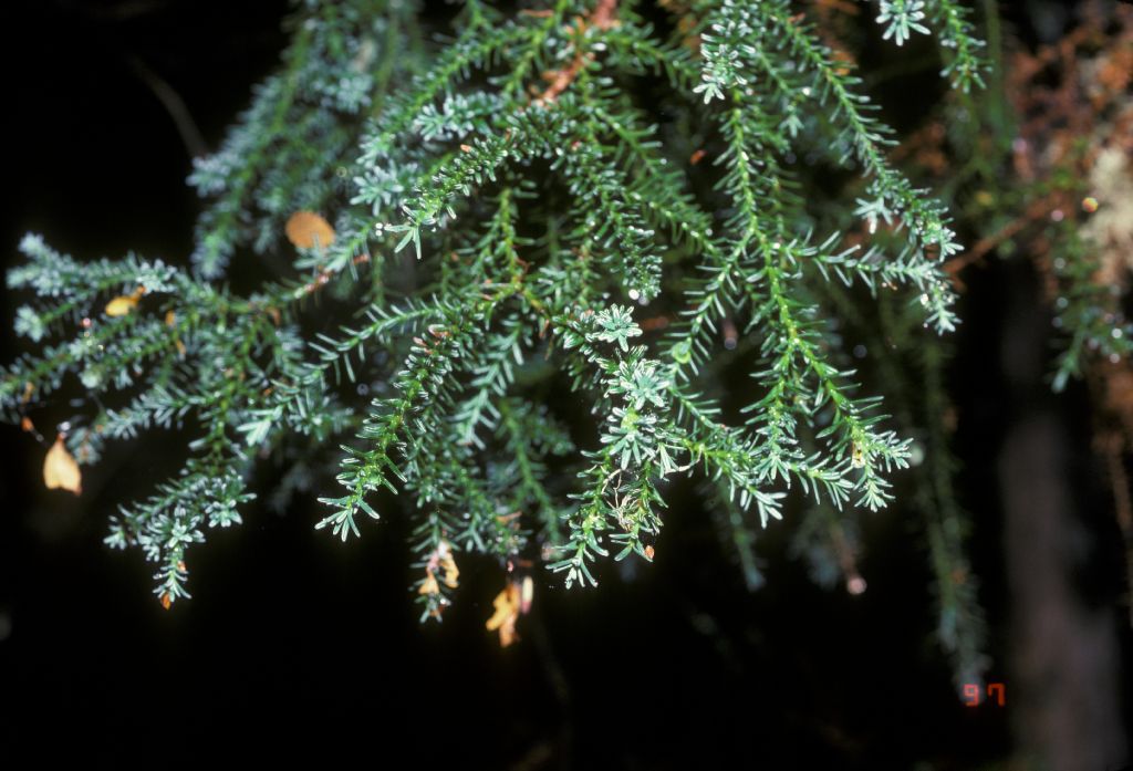 Podocarpaceae Saxegothaea conspicua