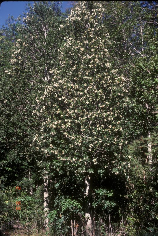 Cunoniaceae Eucryphia cordifolia