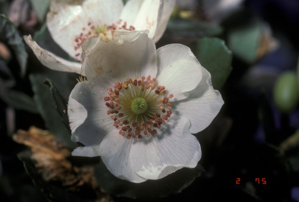 Cunoniaceae Eucryphia cordifolia
