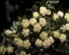 image of Larrea nitida