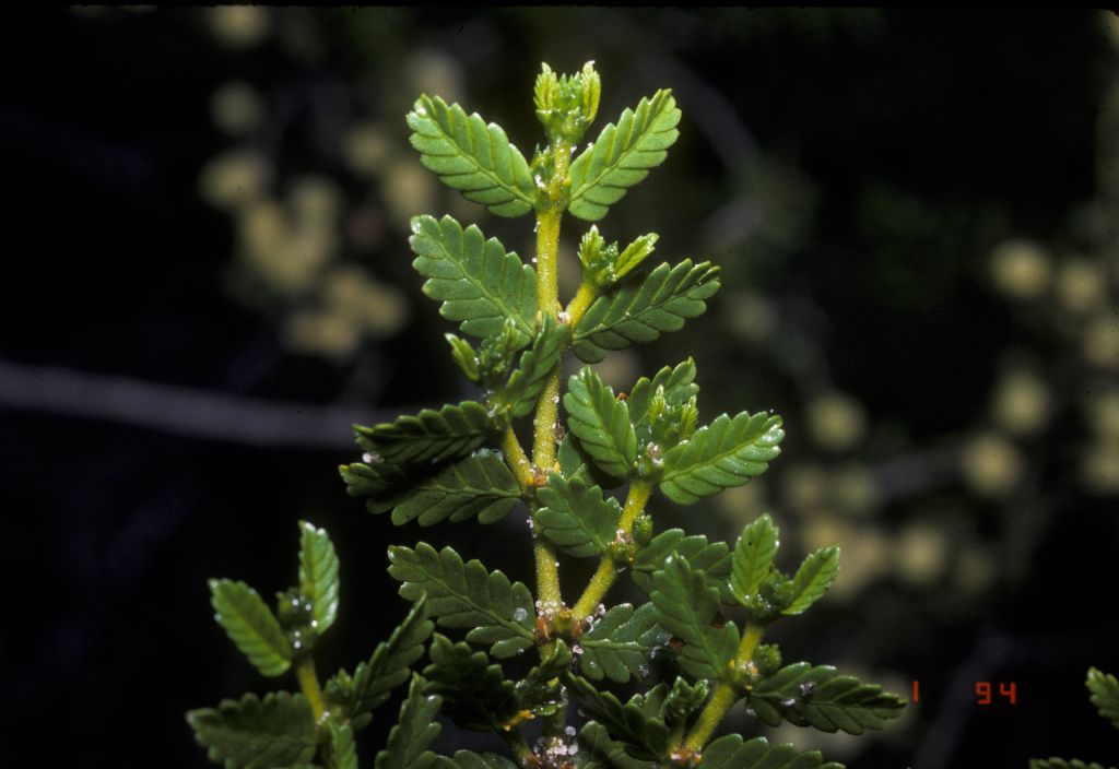 Zygophyllaceae Larrea nitida