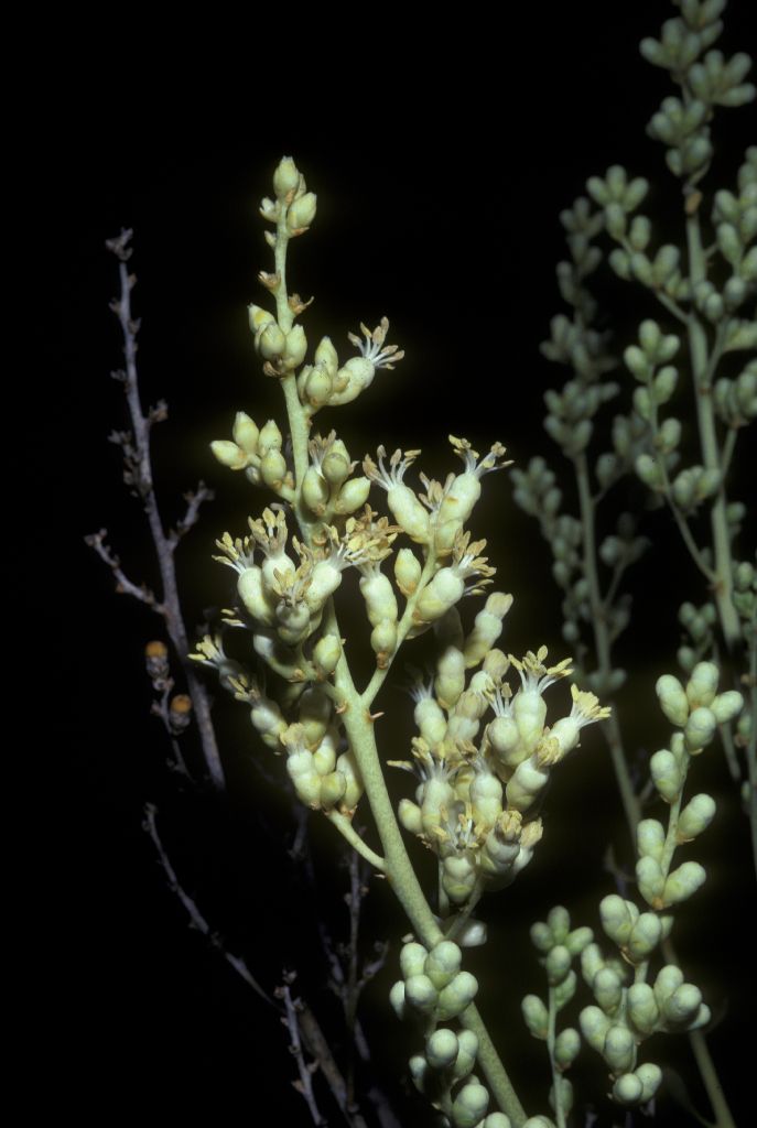 Fouquieriaceae Fouquieria columnaris