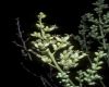 image of Fouquieria columnaris