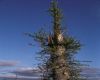image of Fouquieria columnaris